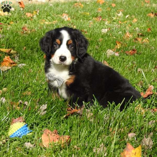 jasper, Bernese Mountain Dog Puppy